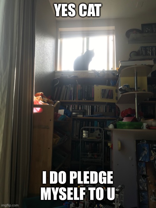Demon cat | YES CAT; I DO PLEDGE MYSELF TO U | image tagged in demon cat | made w/ Imgflip meme maker