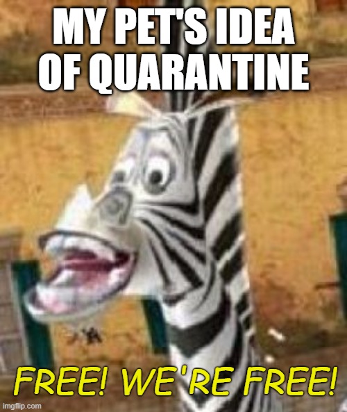 MY PET'S IDEA OF QUARANTINE FREE! WE'RE FREE! | made w/ Imgflip meme maker