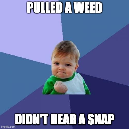 Success Kid | PULLED A WEED; DIDN'T HEAR A SNAP | image tagged in memes,success kid | made w/ Imgflip meme maker