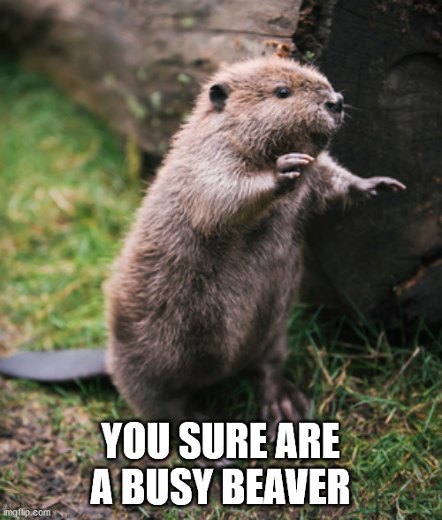 Beaver | YOU SURE ARE A BUSY BEAVER | image tagged in beaver | made w/ Imgflip meme maker