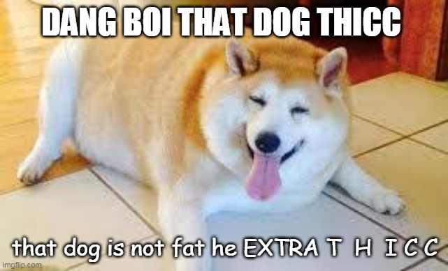Thicc Doggo | DANG BOI THAT DOG THICC; that dog is not fat he EXTRA T  H  I C C | image tagged in thicc doggo | made w/ Imgflip meme maker
