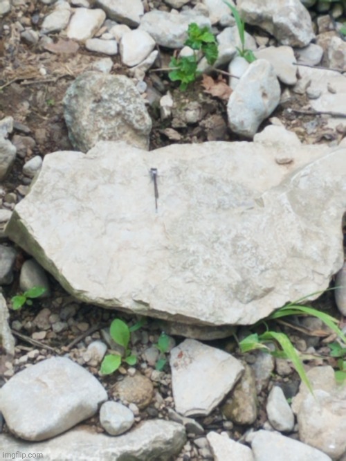 This is a bug I saw on my bike today! | made w/ Imgflip meme maker