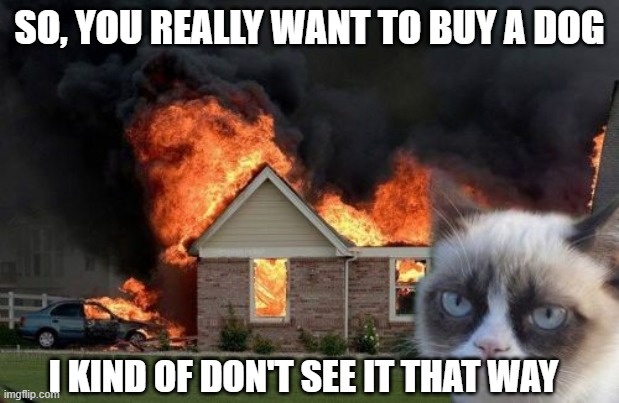 A Dog You Say | SO, YOU REALLY WANT TO BUY A DOG; I KIND OF DON'T SEE IT THAT WAY | image tagged in memes,burn kitty,grumpy cat,funny,fire | made w/ Imgflip meme maker