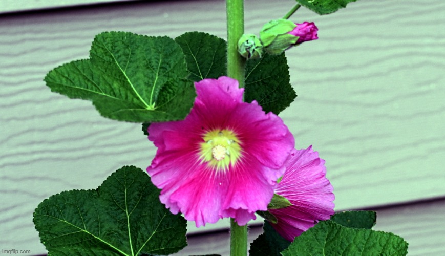 one of my hollyhocks | image tagged in hollyhock,kewlew | made w/ Imgflip meme maker