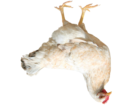 UPSIDE DOWN CHICKEN Blank Meme Template