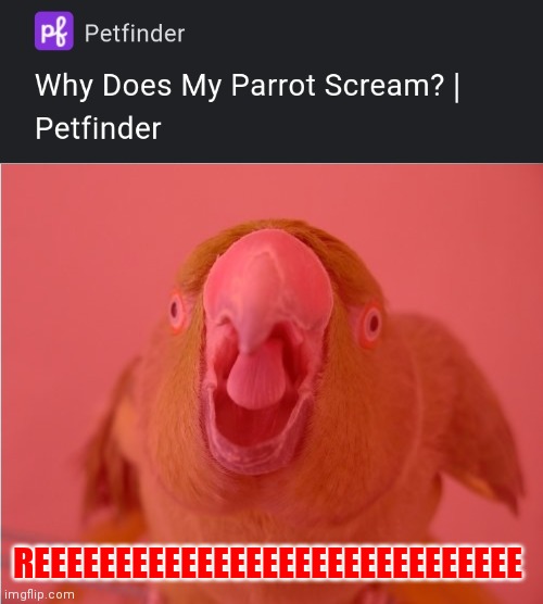 Idfk XD | REEEEEEEEEEEEEEEEEEEEEEEEEEEEEE | image tagged in parrot,lol,i dont know | made w/ Imgflip meme maker