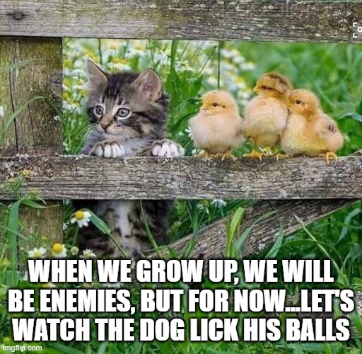 Because they can |  WHEN WE GROW UP, WE WILL BE ENEMIES, BUT FOR NOW...LET'S WATCH THE DOG LICK HIS BALLS | image tagged in funny | made w/ Imgflip meme maker