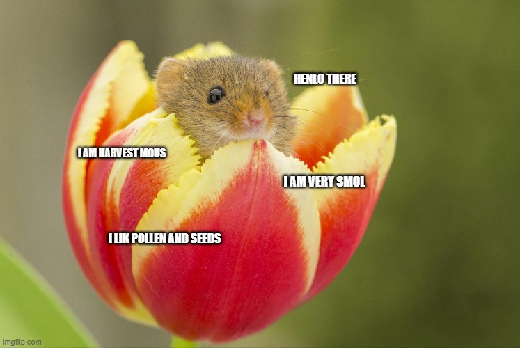 smol flower mouse | HENLO THERE; I AM HARVEST MOUS; I AM VERY SMOL; I LIK POLLEN AND SEEDS | image tagged in harvest mouse,cute,wholesome | made w/ Imgflip meme maker