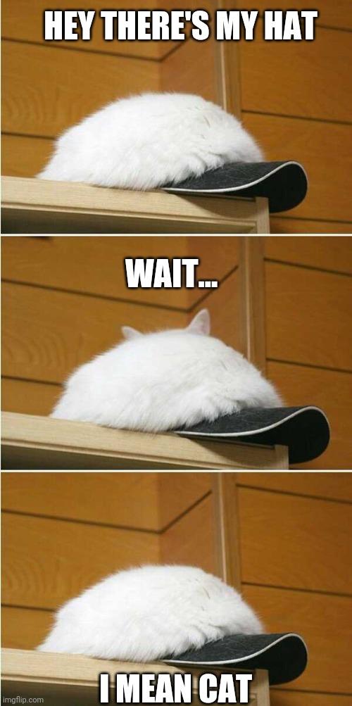 THE CAT ON THE HAT | HEY THERE'S MY HAT; WAIT... I MEAN CAT | image tagged in cats,funny cats | made w/ Imgflip meme maker