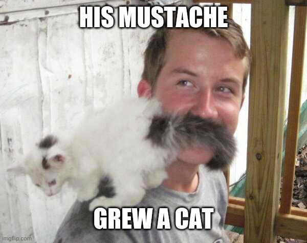 THE KITTY STACHE | HIS MUSTACHE; GREW A CAT | image tagged in mustache,cats,funny cats | made w/ Imgflip meme maker