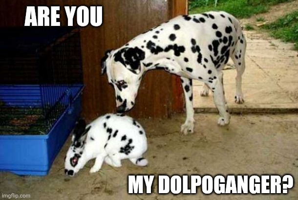 THE BUNNY IS JUST TRYING TO BLEND IN SO HE DON'T GET EATEN | ARE YOU; MY DOLPOGANGER? | image tagged in bunny,dogs | made w/ Imgflip meme maker