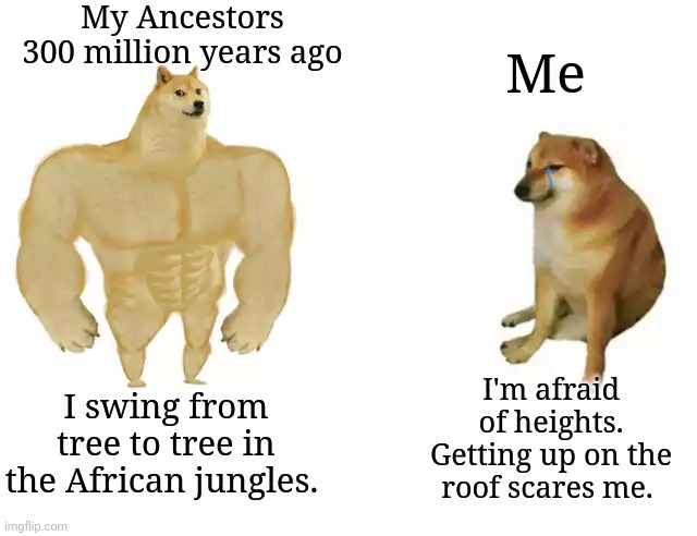 Buff Doge vs. Cheems | My Ancestors 300 million years ago; Me; I'm afraid of heights. Getting up on the roof scares me. I swing from tree to tree in the African jungles. | image tagged in buff doge vs cheems | made w/ Imgflip meme maker