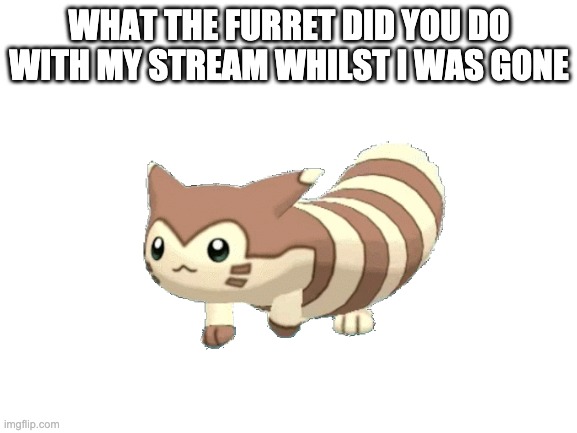 what did you do with my stream while i was gone? | WHAT THE FURRET DID YOU DO WITH MY STREAM WHILST I WAS GONE | image tagged in memes,pokemon | made w/ Imgflip meme maker