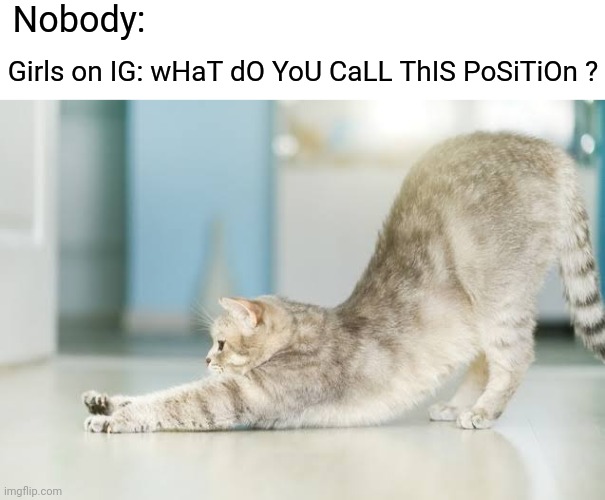 What-what position | Nobody:; Girls on IG: wHaT dO YoU CaLL ThIS PoSiTiOn ? | image tagged in memes,dank memes,funny memes,funny cat memes,cat memes,instagram | made w/ Imgflip meme maker
