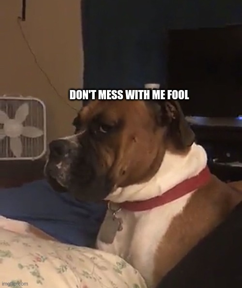 Dog Really face? |  DON'T MESS WITH ME FOOL | image tagged in dog really face | made w/ Imgflip meme maker