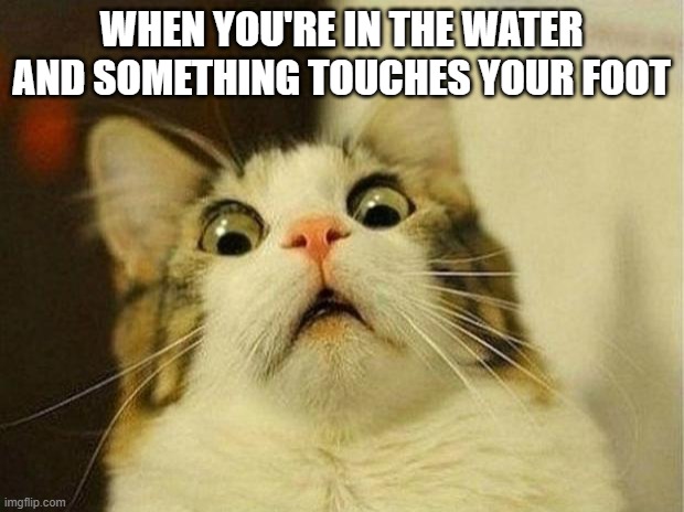 What was that?Get out now! | WHEN YOU'RE IN THE WATER AND SOMETHING TOUCHES YOUR FOOT | image tagged in memes,scared cat,funny memes | made w/ Imgflip meme maker