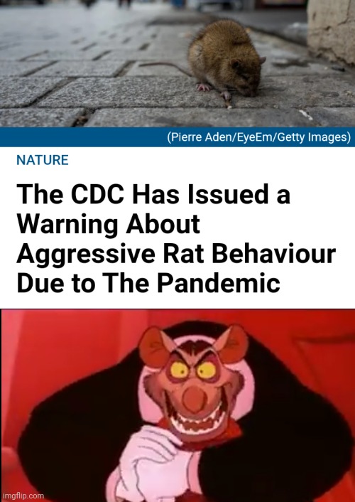 Rats | image tagged in funny memes | made w/ Imgflip meme maker