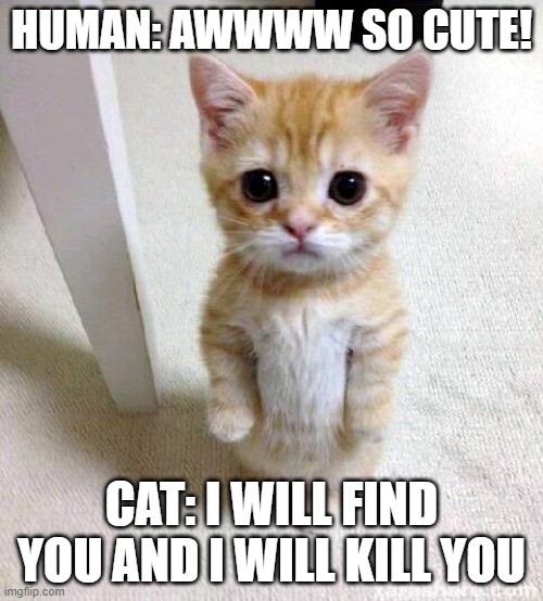 Cute Cat | HUMAN: AWWWW SO CUTE! CAT: I WILL FIND YOU AND I WILL KILL YOU | image tagged in memes,cute cat | made w/ Imgflip meme maker