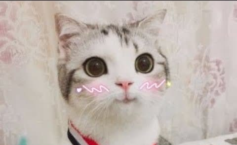 cute cat uwu Blank Meme Template