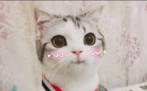 cutesy cat uwu flushed Blank Meme Template