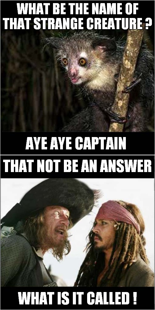This Conversation Is Stuck In A Loop | WHAT BE THE NAME OF THAT STRANGE CREATURE ? AYE AYE CAPTAIN; THAT NOT BE AN ANSWER; WHAT IS IT CALLED ! | image tagged in fun,conversation | made w/ Imgflip meme maker