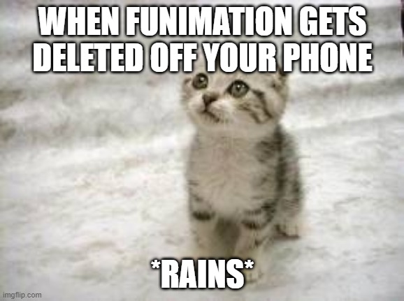 Sad Cat | WHEN FUNIMATION GETS DELETED OFF YOUR PHONE; *RAINS* | image tagged in memes,sad cat | made w/ Imgflip meme maker