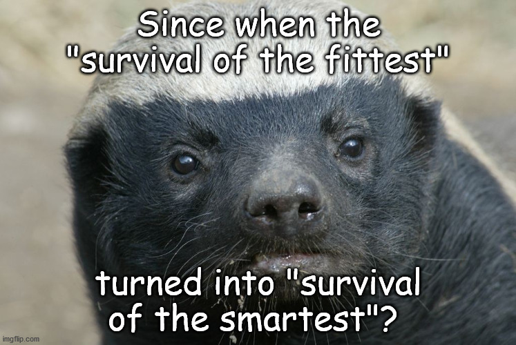 smart honey badger | Since when the "survival of the fittest"; turned into "survival of the smartest"? | image tagged in honey badger,smart | made w/ Imgflip meme maker