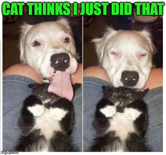 Oh no you just didn't | CAT THINKS I JUST DID THAT | image tagged in funny,cats,dogs,pets,oh no you didn't,wth | made w/ Imgflip meme maker