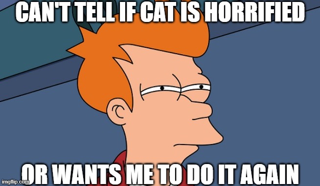 Can't tell if | CAN'T TELL IF CAT IS HORRIFIED OR WANTS ME TO DO IT AGAIN | image tagged in can't tell if | made w/ Imgflip meme maker