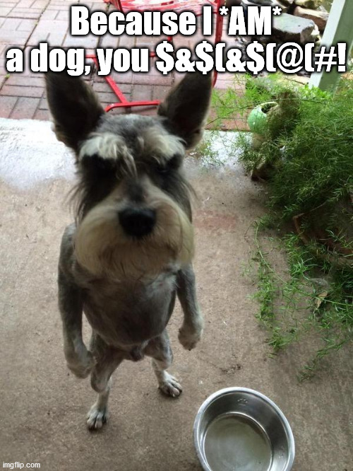 Angry dog | Because I *AM* a dog, you $&$(&$(@(#! | image tagged in angry dog | made w/ Imgflip meme maker