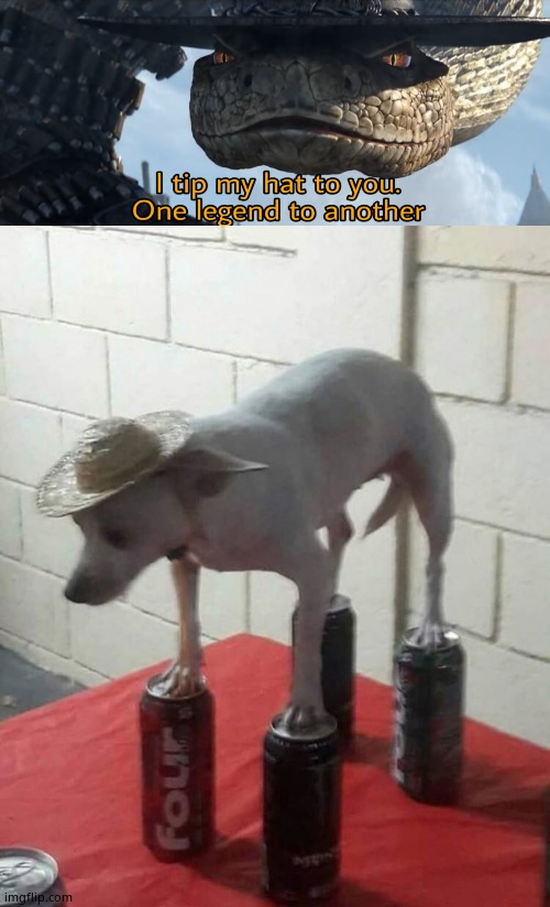 my brain: do it me: why ? my brain: you gota me : fine i will use this weird template | image tagged in i tip my hat to you one legend to another,dog cans balancing | made w/ Imgflip meme maker