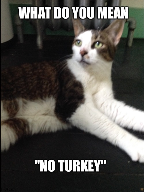 My cat | WHAT DO YOU MEAN; "NO TURKEY" | image tagged in cats,memes | made w/ Imgflip meme maker