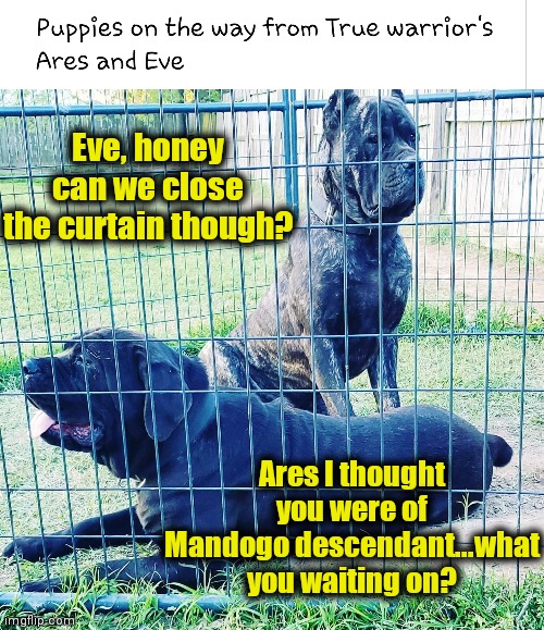 Ain't No Humping Around | Eve, honey can we close the curtain though? Ares I thought you were of Mandogo descendant...what you waiting on? | image tagged in doglife,nothing to see here,nothing but the dog in me,i'm too sexy | made w/ Imgflip meme maker