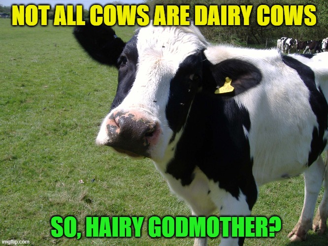 NOT ALL COWS ARE DAIRY COWS SO, HAIRY GODMOTHER? | made w/ Imgflip meme maker