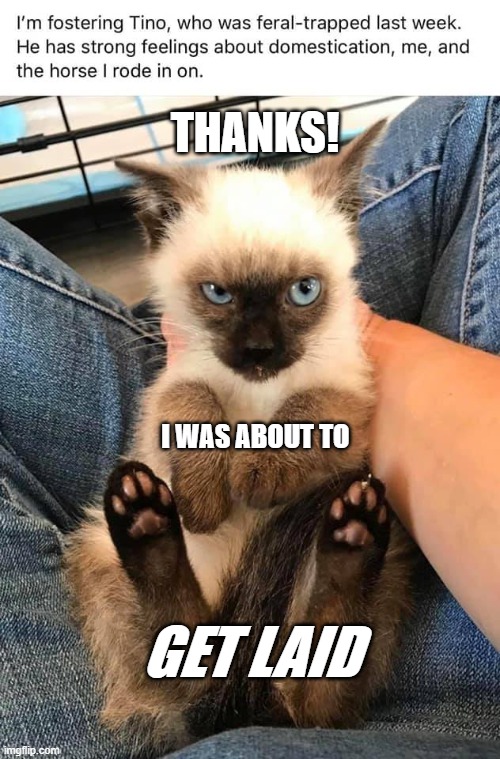 "THANKS" | THANKS! I WAS ABOUT TO; GET LAID | image tagged in cats,funny cats,funny animals,animal meme | made w/ Imgflip meme maker