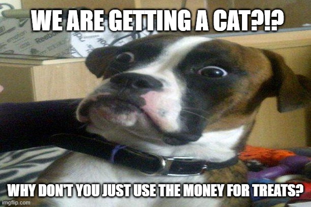 We are getting a cat meme | WE ARE GETTING A CAT?!? WHY DON'T YOU JUST USE THE MONEY FOR TREATS? | image tagged in blankie the shocked dog | made w/ Imgflip meme maker