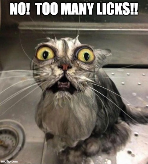 Astonished Wet Cat | NO!  TOO MANY LICKS!! | image tagged in astonished wet cat | made w/ Imgflip meme maker