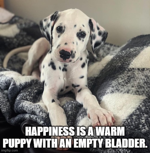 Spot the Dog | HAPPINESS IS A WARM PUPPY WITH AN EMPTY BLADDER. | image tagged in cute puppy | made w/ Imgflip meme maker