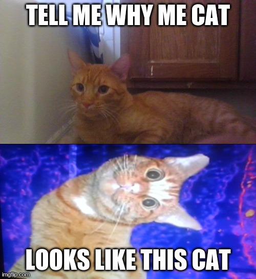 hummm ? | TELL ME WHY ME CAT; LOOKS LIKE THIS CAT | image tagged in cats | made w/ Imgflip meme maker