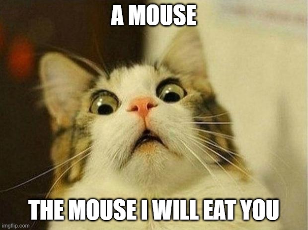 Scared Cat | A MOUSE; THE MOUSE I WILL EAT YOU | image tagged in memes,scared cat | made w/ Imgflip meme maker