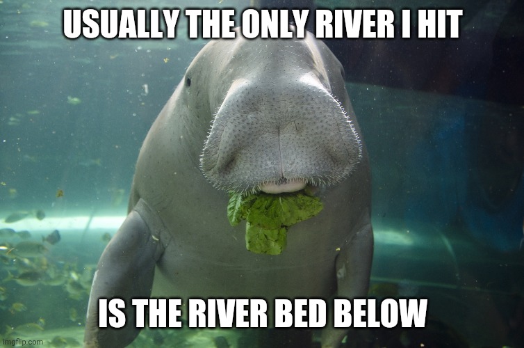 Dugong | USUALLY THE ONLY RIVER I HIT; IS THE RIVER BED BELOW | image tagged in dugong | made w/ Imgflip meme maker