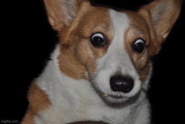 Surprised corgi | image tagged in surprised corgi | made w/ Imgflip meme maker