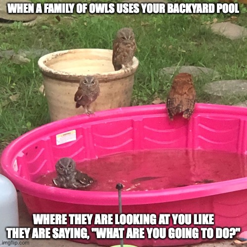 Owls in Backyard Pool | WHEN A FAMILY OF OWLS USES YOUR BACKYARD POOL; WHERE THEY ARE LOOKING AT YOU LIKE THEY ARE SAYING, "WHAT ARE YOU GOING TO DO?" | image tagged in owls,covid-19,memes | made w/ Imgflip meme maker