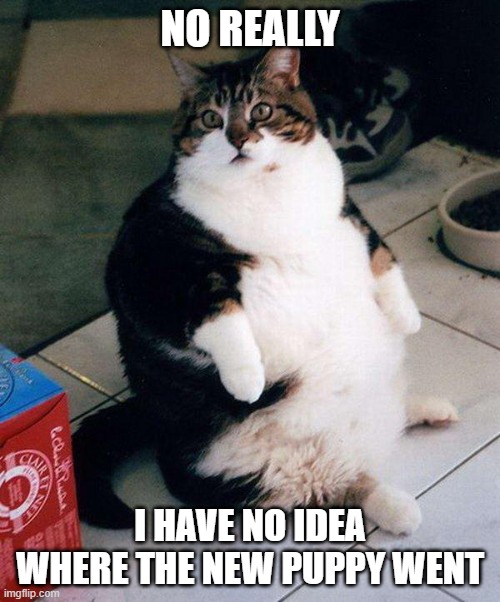 No Idea | NO REALLY; I HAVE NO IDEA
WHERE THE NEW PUPPY WENT | image tagged in fat cat,cats,meme,funny,puppy,breakfast | made w/ Imgflip meme maker