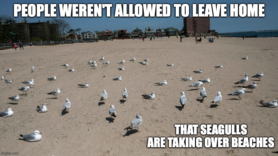 Seagulls | PEOPLE WEREN'T ALLOWED TO LEAVE HOME; THAT SEAGULLS ARE TAKING OVER BEACHES | image tagged in seagulls,memes,beach | made w/ Imgflip meme maker