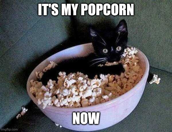 KITTY TAKE OVER | IT'S MY POPCORN; NOW | image tagged in cats,funny cats | made w/ Imgflip meme maker