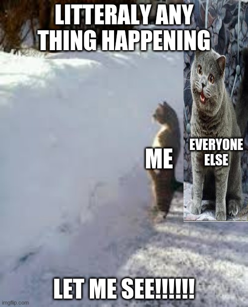 why am i so small? | LITTERALY ANY THING HAPPENING; EVERYONE ELSE; ME; LET ME SEE!!!!!! | image tagged in cat looking over snow | made w/ Imgflip meme maker