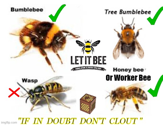BEES | Or Worker Bee; "IF  IN  DOUBT  DON'T  CLOUT " | image tagged in bees | made w/ Imgflip meme maker