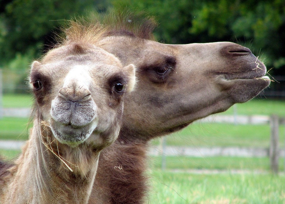 High Quality Surprised camel Blank Meme Template