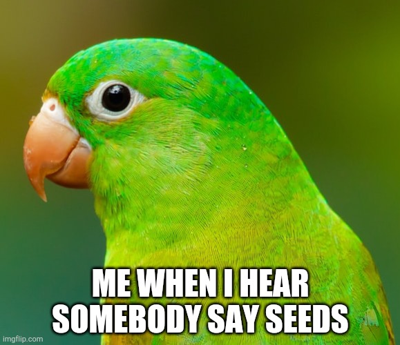 Seeds | ME WHEN I HEAR SOMEBODY SAY SEEDS | image tagged in yos,bird,birb | made w/ Imgflip meme maker